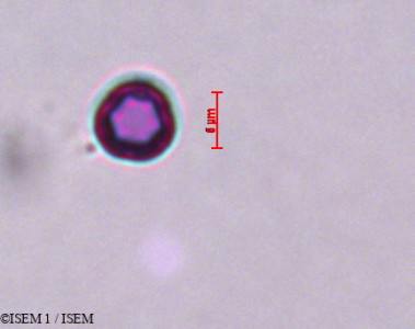 Cynoglossum cheirifolium - lame n° 29273
